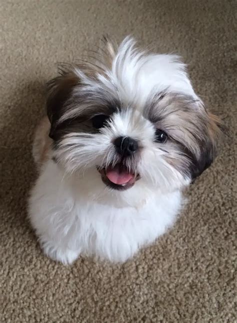 Shih Tzu: tudo sobre a raça! .